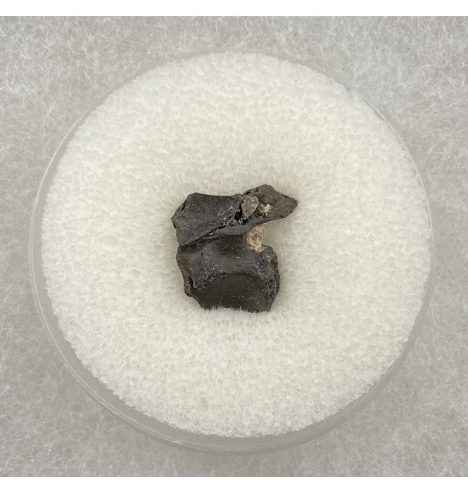 Rare Lower Permian Amphibian Vertebra from Oklahoma, USA (SKU V2785):- Cacops cf. aspidephorus
