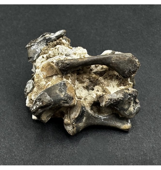 Rare Lower Permian Reptile Bone Cluster from Oklahoma, USA (SKU V6413):- Captorhinus aguti