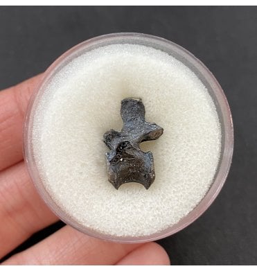 Rare Lower Permian Reptile Vertebra from Oklahoma, USA (SKU V2783):- Captorhinus aguti