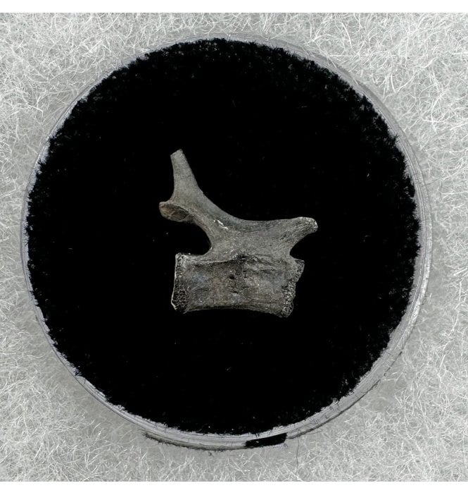 Rare Lower Permian Synapsid Reptile Vertebra from Oklahoma, USA (SKU V6371):- Mycterosaurus longiceps