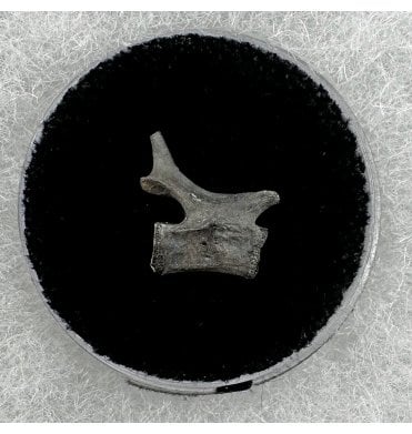 Rare Lower Permian Synapsid Reptile Vertebra from Oklahoma, USA (SKU V6371):- Mycterosaurus longiceps
