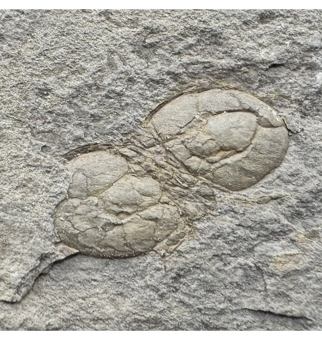 Rare Middle Cambrian Agnostid Trilobite from St. Davids, Pembrokeshire, Wales (SKU T1516):- Tomagnostus fissus