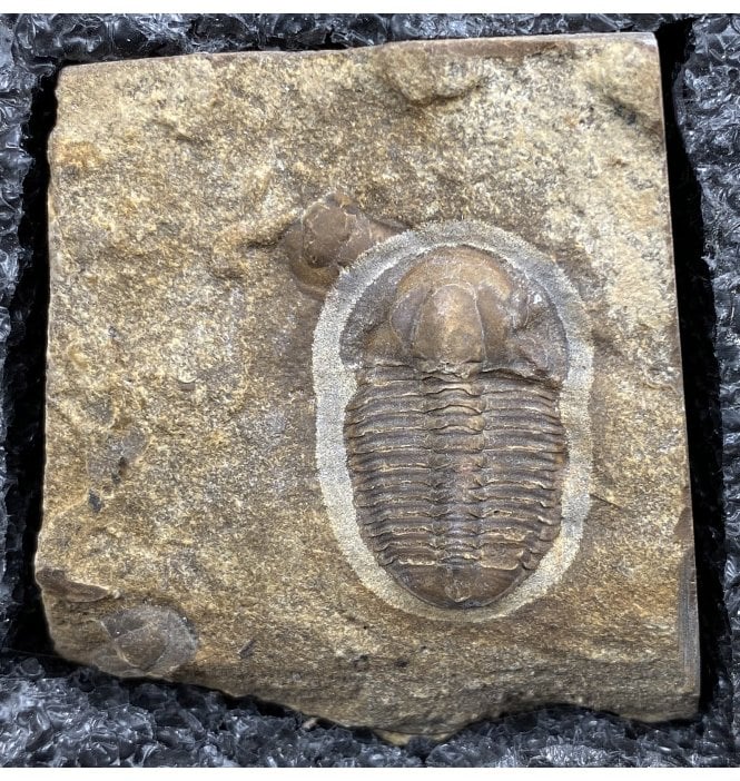 Rare Middle Cambrian Trilobite from Alabama, USA (SKU T0817):- Blainia sp.