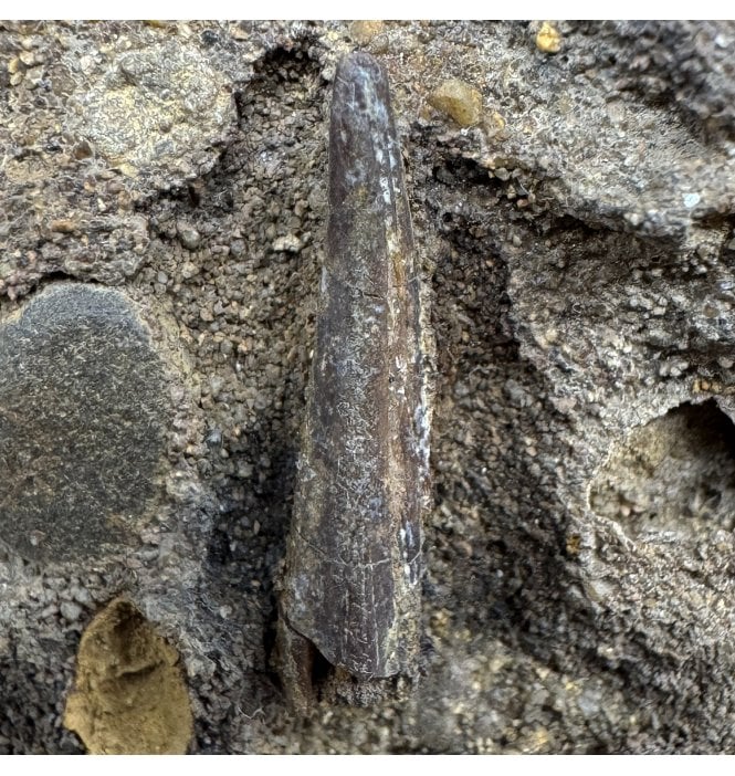 Rare Middle Cretaceous Pterosaur Tooth from Uzbekistan (SKU V9020):- Azhdarcho lancicollis