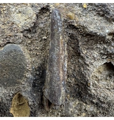 Rare Middle Cretaceous Pterosaur Tooth from Uzbekistan (SKU V9020):- Azhdarcho lancicollis