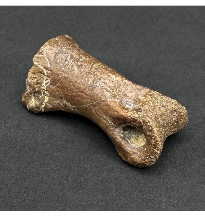 Rare Middle Cretaceous Theropod Dinosaur Toe Bone from Uzbekistan (SKU V8914):- Timurlengia euotica