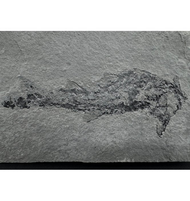 Rare Middle Devonian Acanthodian (Primitive Shark) from Cromarty, Scotland (SKU V6821):- Diplacanthus crassismus