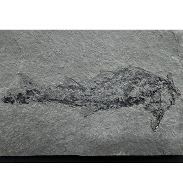 Rare Middle Devonian Acanthodian (Primitive Shark) from Cromarty, Scotland (SKU V6821):- Diplacanthus crassismus