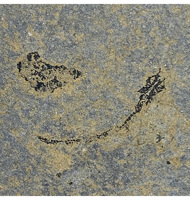 Rare Middle Devonian Eel-like Fossil Fish from Caithness, Scotland (SKU V4620):- Palaeospondylus gunni