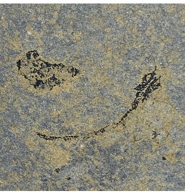 Rare Middle Devonian Eel-like Fossil Fish from Caithness, Scotland (SKU V4620):- Palaeospondylus gunni