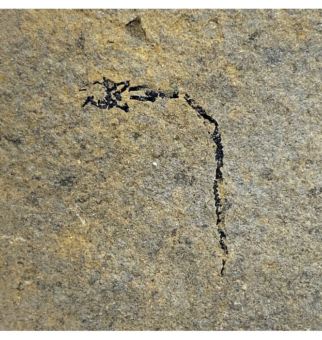 Rare Middle Devonian Eel-like Fossil Fish from Caithness, Scotland (SKU V4664):- Palaeospondylus gunni