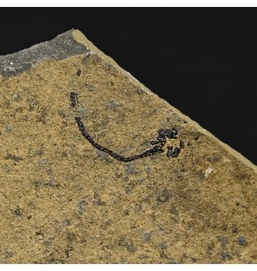 Rare Middle Devonian Eel-like Fossil Fish from Caithness, Scotland (SKU V4708):- Palaeospondylus gunni
