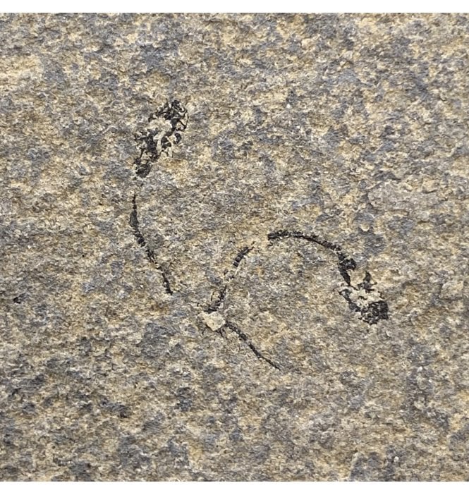 Rare Middle Devonian Eel-like Fossil Fish from Caithness, Scotland (SKU V5362):- Palaeospondylus gunni