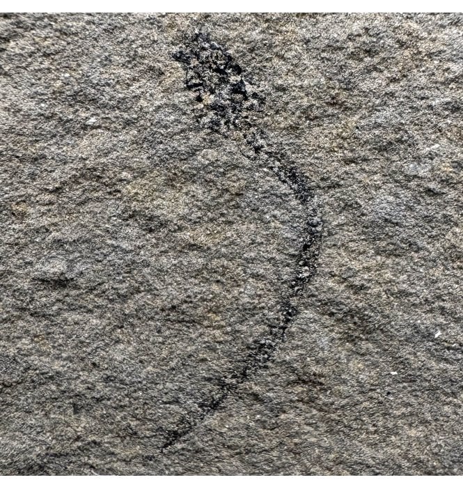 Rare Middle Devonian Eel-like Fossil Fish from Caithness, Scotland (SKU V8089):- Palaeospondylus gunni