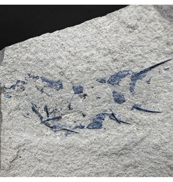 Rare Middle Devonian Primitive Shark (Acanthodian) from Caithness, Scotland (SKU V9177):- Mesacanthus pusilis