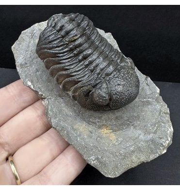 Rare Middle Devonian Trilobite from Djebel Oufaten, Morocco (SKU T1479):- Morocops (Barrandeops) ovatus