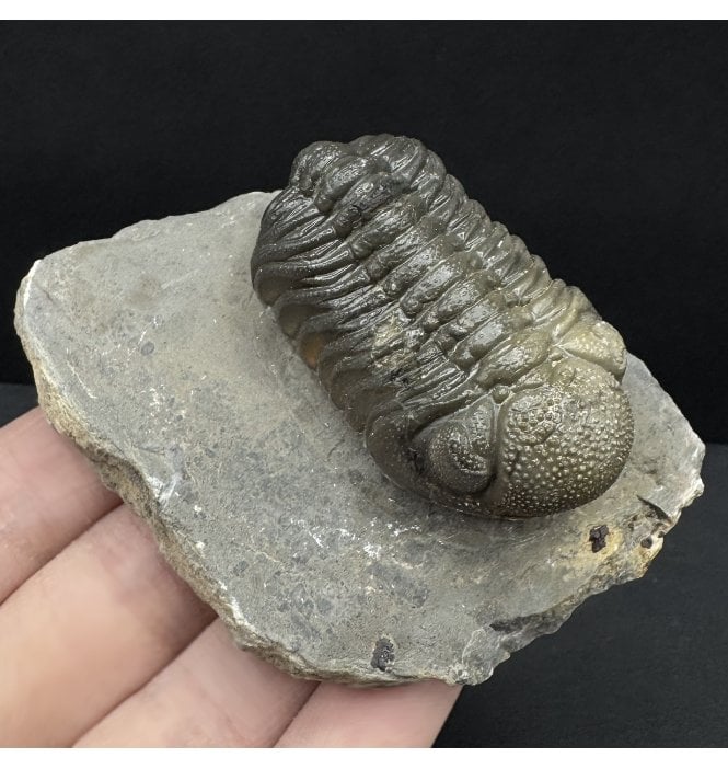 Rare Middle Devonian Trilobite from Djebel Oufaten, Morocco (SKU T1485):- Morocops (Barrandeops) ovatus