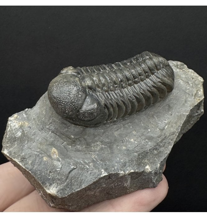 Rare Middle Devonian Trilobite from Djebel Oufaten, Morocco (SKU T1486):- Morocops (Barrandeops) ovatus