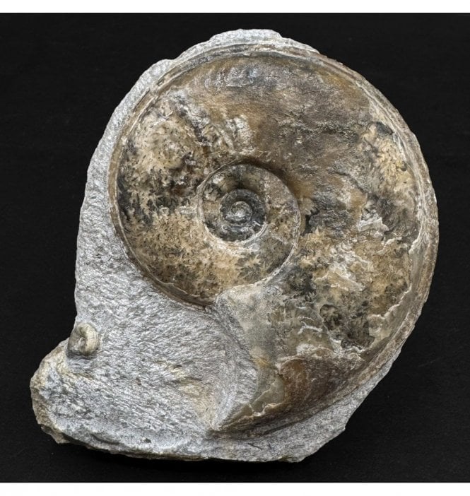 Rare Middle Jurassic Ammonite from Isle of Skye, Scotland (SKU A3262):- Sonninia cf. propinquans