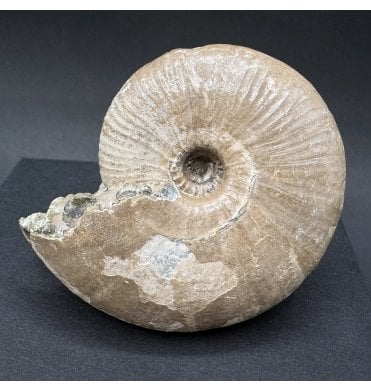 Rare Middle Jurassic Ammonite from Russia (SKU A4258):- Hecticoceras rossicus