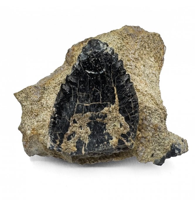 Rare Middle Jurassic Dinosaur (Sauropod) Partial Tooth from Madagascar (SKU V7143):- Archaeodontosaurus descouensi