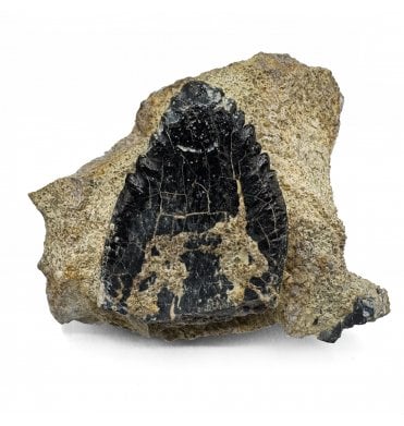Rare Middle Jurassic Dinosaur (Sauropod) Partial Tooth from Madagascar (SKU V7143):- Archaeodontosaurus descouensi