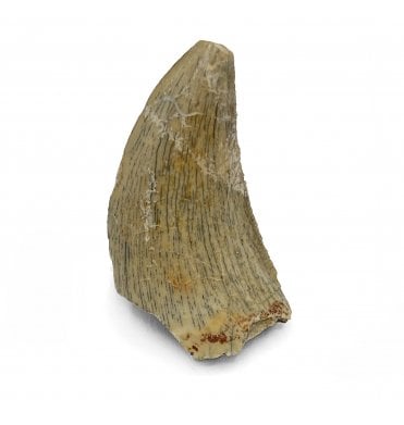 Rare Middle Jurassic Theropod (Megalosaurid) Dinosaur Tooth from the Tiouraren Formation, Niger (SKU V5431):- Afroventator abakensis