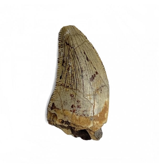 Rare Middle Jurassic Theropod (Megalosaurid) Dinosaur Tooth from Tioraren Formation, Niger (SKU V4610):- Afroventator cf. abakensis