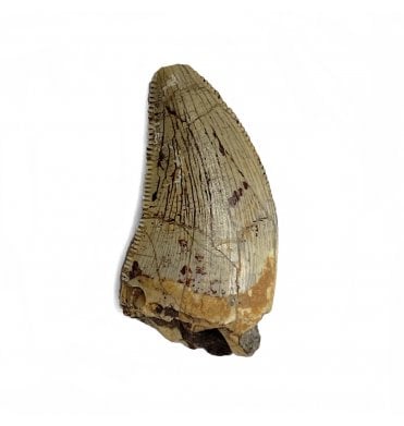 Rare Middle Jurassic Theropod (Megalosaurid) Dinosaur Tooth from Tioraren Formation, Niger (SKU V4610):- Afroventator cf. abakensis