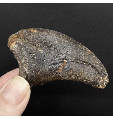 Rare Middle Jurassic Theropod (Neoceratosaur) Dinosaur Manus Claw from Madagascar (SKU V8953):- Undescribed Neoceratosaur Species