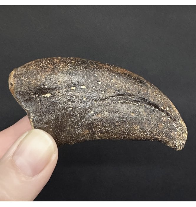 Rare Middle Jurassic Theropod (Neoceratosaur) Dinosaur Manus Claw from Madagascar (SKU V8954):- Undescribed Neoceratosaur Species