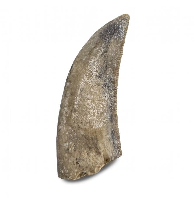 Rare Middle Jurassic Theropod (Neoceratosauria) Dinosaur Tooth from Madagascar (SKU V8661):- Neoceratosauria sp. Indet.
