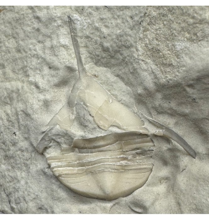 Rare Middle Ordovician Trilobite from Oklahoma, USA (SKU T1455):- Lonchodomas mcgheei