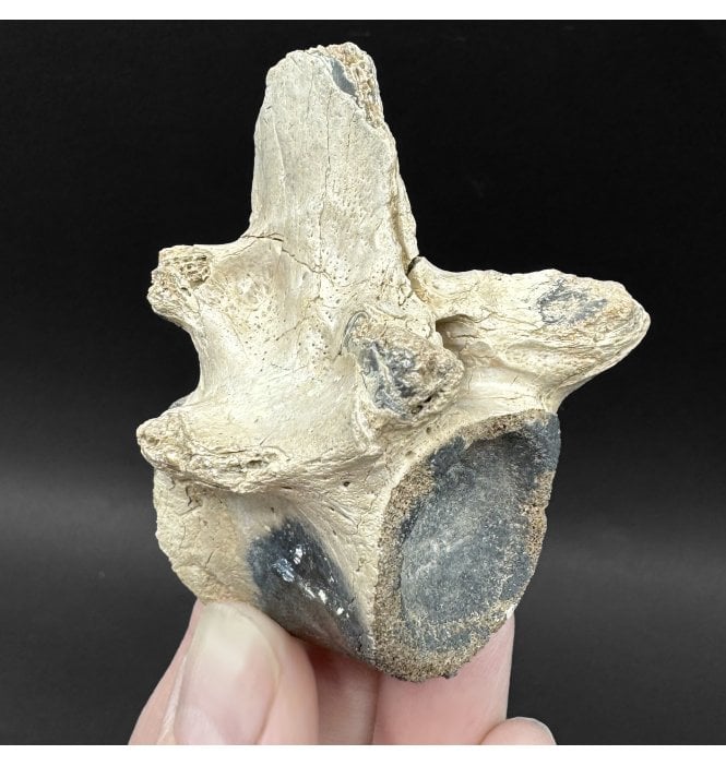 Rare Miocene Fossil Alligator Vertebra from Bone Valley, Florida, USA (SKU V9223)