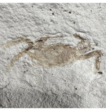 Rare Miocene Fossil Pea Crab from California, USA (SKU OF3953):- Pinnixa galliheri