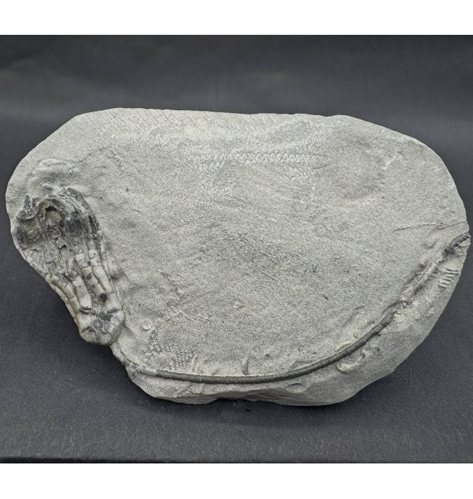 Rare Mississippian, Carboniferous Crinoid from Indiana, USA (SKU OF OF3708):- Scytalocrinus disparllis