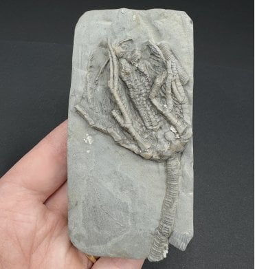 Rare Mississippian, Carboniferous Crinoid from Indiana, USA (SKU OF3515):- Abrotocrinus coreyi