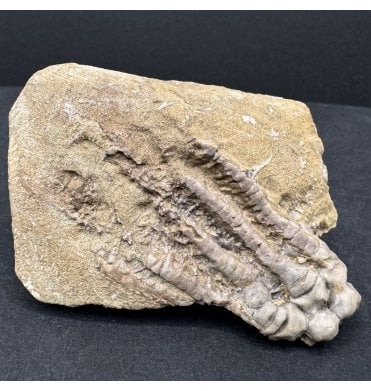 Rare Mississippian, Carboniferous Crinoid from Indiana, USA (SKU OF3635):- Decadocrinus tumidulus