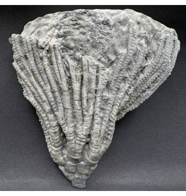 Rare Mississippian, Carboniferous Crinoid from Indiana, USA (SKU OF3773):- Lebetocrinus grandis