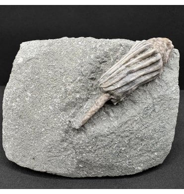 Rare Mississippian, Carboniferous Crinoid from Indiana, USA (SKU OF4060):- Macrocrinus mundulus
