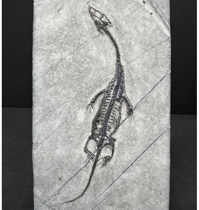 Rare Neonate Hatchling Triassic Pachypleurosaurus (Aquatic Fish-Eating Reptile) from China (SKU V9253):- Kechousaurus hui
