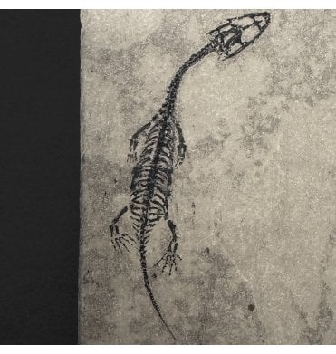 Rare Neonate Hatchling Triassic Pachypleurosaurus (Aquatic Fish-Eating Reptile) from China (SKU V9349):- Kechousaurus hui