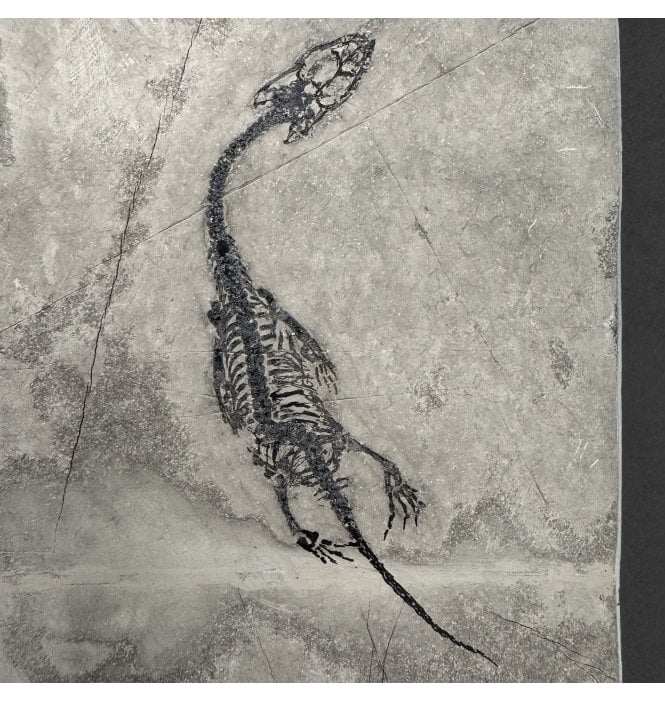 Rare Neonate Hatchling Triassic Pachypleurosaurus (Aquatic Fish-Eating Reptile) from China (SKU V9350):- Kechousaurus hui