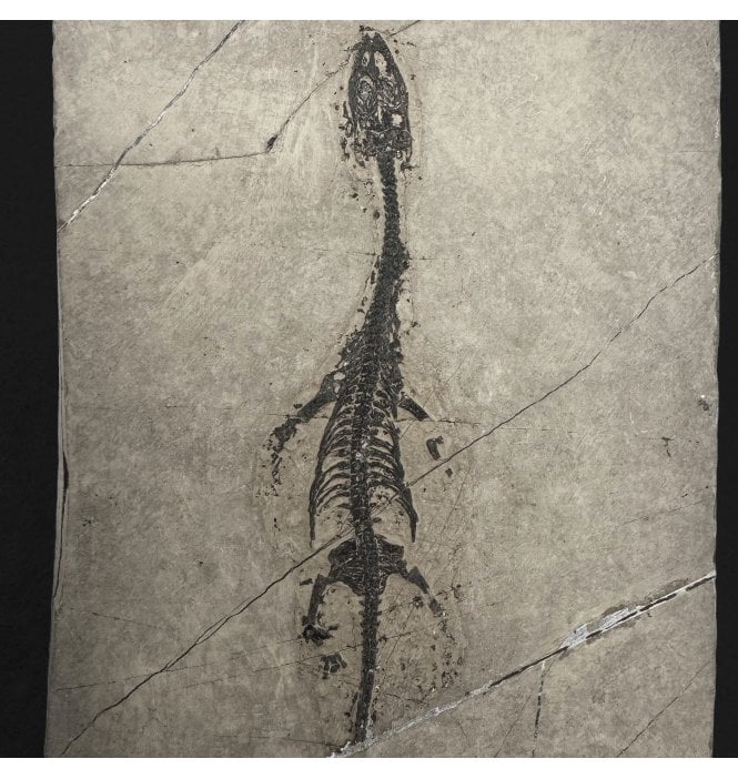 Rare Neonate Hatchling Triassic Pachypleurosaurus (Aquatic Fish-Eating Reptile) from China (SKU V9351):- Kechousaurus hui