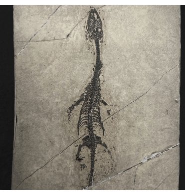 Rare Neonate Hatchling Triassic Pachypleurosaurus (Aquatic Fish-Eating Reptile) from China (SKU V9351):- Kechousaurus hui