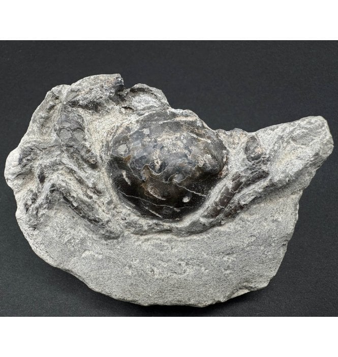 Rare Oligocene Fossil Crab from Washington State, USA (SKU OF3258):- Pulalius vulgaris