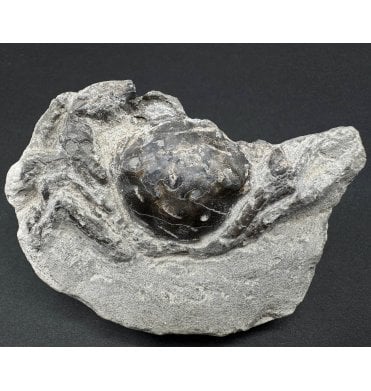Rare Oligocene Fossil Crab from Washington State, USA (SKU OF3258):- Pulalius vulgaris