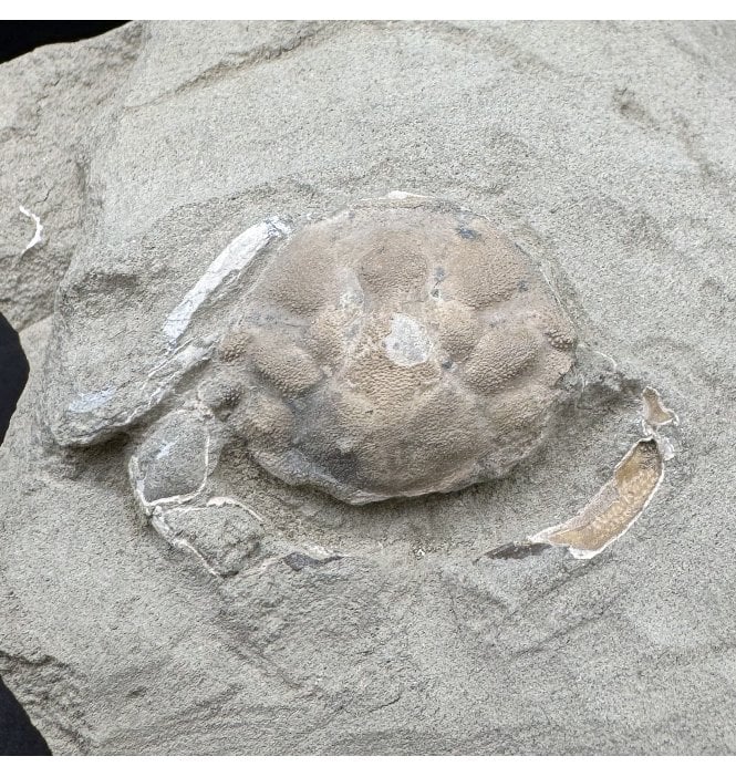 Rare Oligocene Fossil Crab from Washington State, USA (SKU OF4196):- Pulalius vulgaris