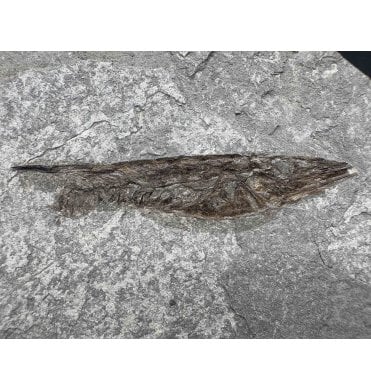 Rare Oligocene Fossil Shrimpfish from Wiesloch, Germany (SKU V7306):- Aeoliscus heinrichi