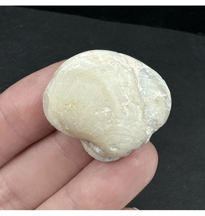 Rare Opalised Cretaceous Fossil Shell from Coober Pedy, South Australia (SKU OF3001):- Cyrenopsis meeki